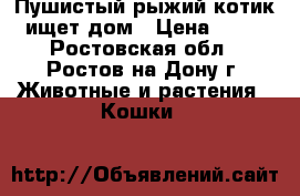 Пушистый рыжий котик ищет дом › Цена ­ 50 - Ростовская обл., Ростов-на-Дону г. Животные и растения » Кошки   